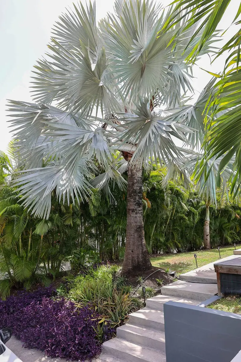 Jardin tropical et palmier bleu de la Villa Trézel